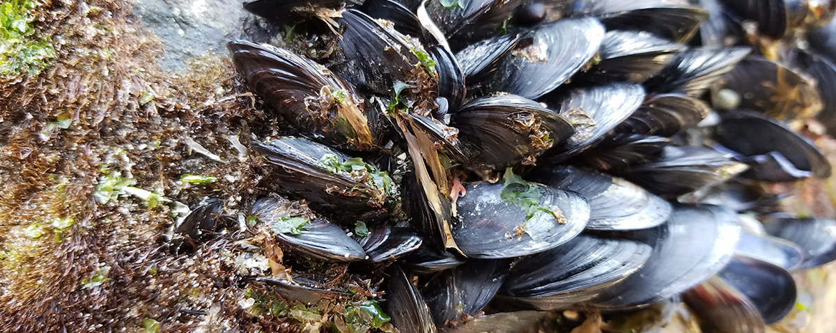 Vesthimmerland Muslinger 1200X478