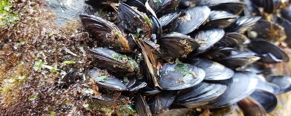 Vesthimmerland Muslinger 1200X478