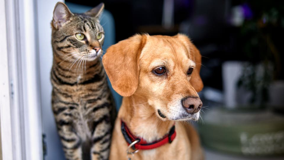 SPX Dyrlæge1600x900